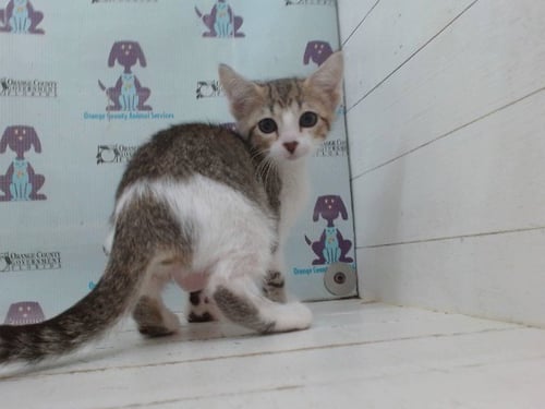 *CINNABUN - Domestic Short Hair available for adoption