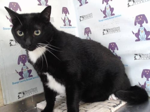 ZANGETSU - Domestic Short Hair available for adoption