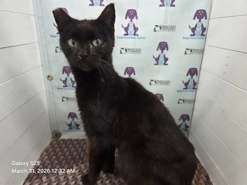 *CHER - Domestic Short Hair available for adoption