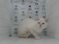 *CHUCKY - Photo 1