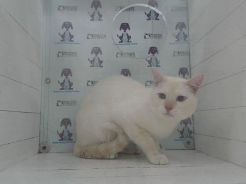 *CHUCKY - Siamese available for adoption