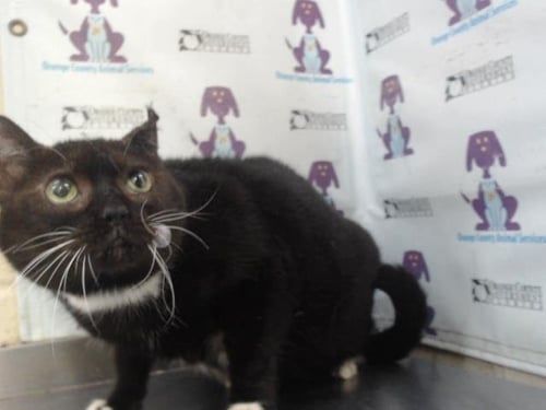 BABY GIRL - Domestic Short Hair available for adoption