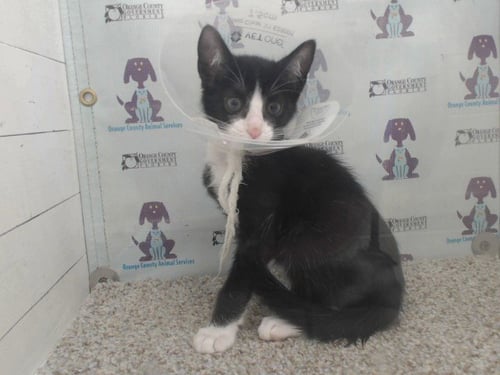 *LITLEO - Domestic Short Hair available for adoption