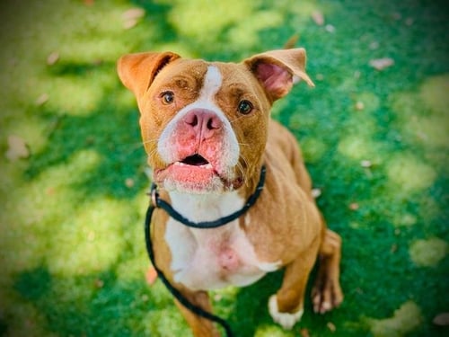 MILO - Pit Bull Terrier / Bulldog available for adoption