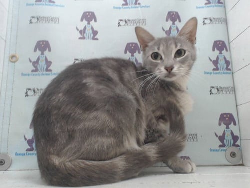 *SUNNY - Domestic Short Hair available for adoption