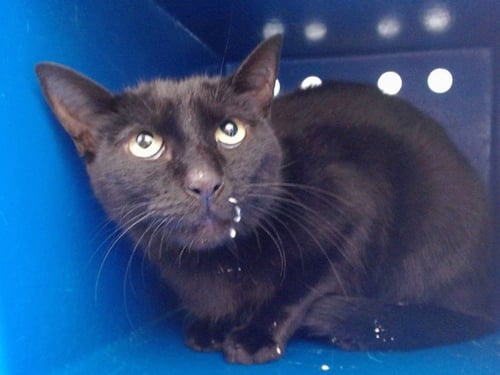 MIA - Domestic Short Hair available for adoption