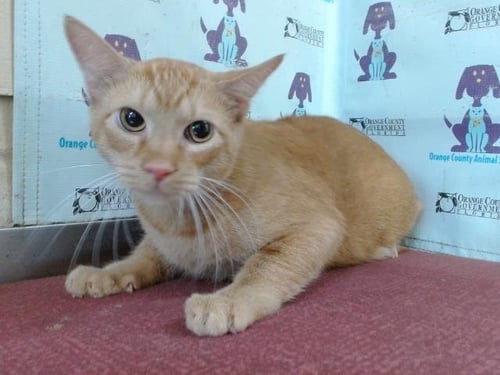 CHEESE - Domestic Short Hair available for adoption