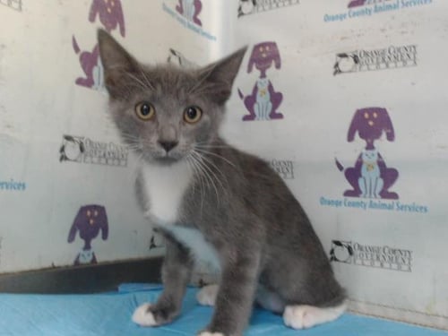 DOOP - Domestic Short Hair available for adoption
