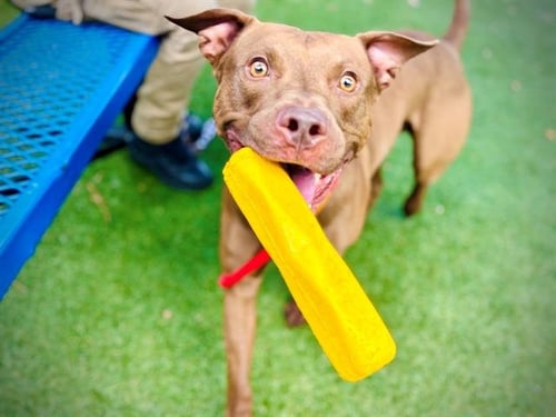 ARIES - Pit Bull Terrier available for adoption