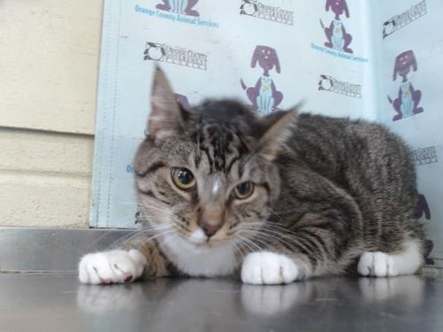 *JAYDEN - Domestic Short Hair available for adoption