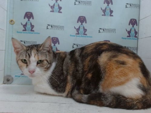 GRACIE - Domestic Short Hair available for adoption