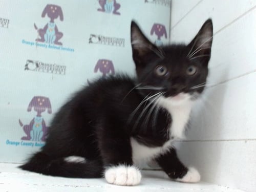 *ASTER - Domestic Short Hair available for adoption