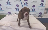 COCOA PUFF - Photo 1