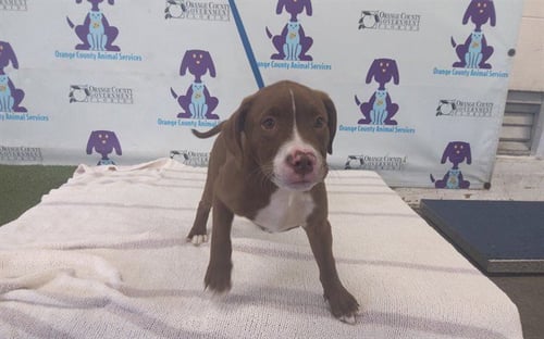 COCOA PUFF - Labrador Retriever / Pit Bull Terrier available for adoption