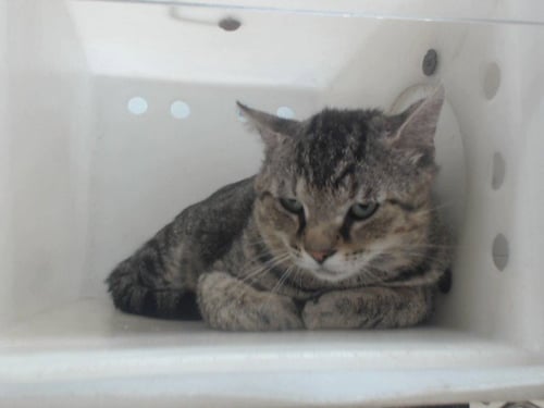 *MISTER CHURU - Domestic Short Hair available for adoption