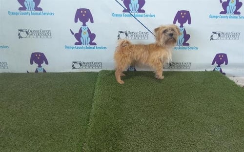 KOKO - Cairn Terrier available for adoption