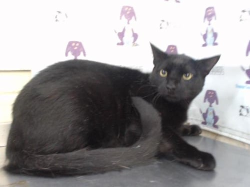 TOUYA - Domestic Short Hair available for adoption