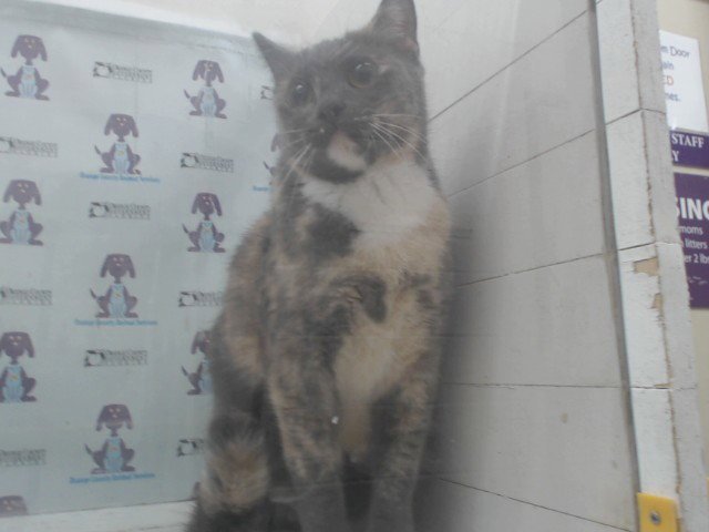 CALICO Image