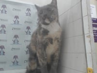 CALICO - Photo 1