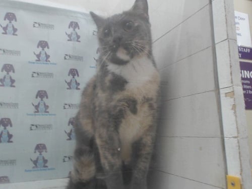 CALICO - Domestic Short Hair available for adoption
