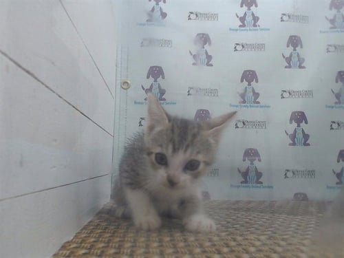 A593118 - Domestic Short Hair available for adoption