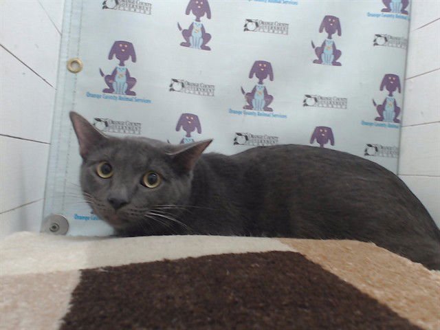 GRAY - Domestic Short Hair available for adoption