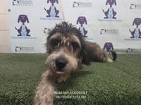 BROWNIE - Photo 1