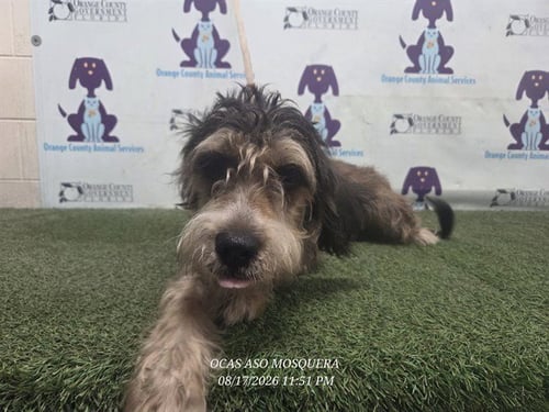 BROWNIE - Labrador Retriever / Poodle (Standard) available for adoption