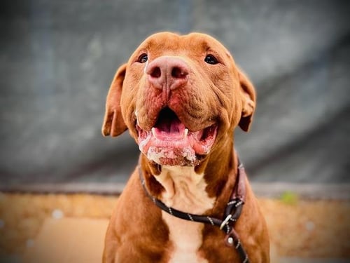 ACE - Labrador Retriever available for adoption
