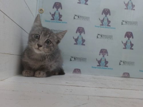 A606404 - Domestic Short Hair available for adoption