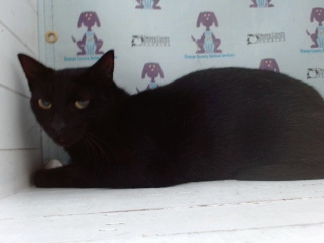 NEGRA Image