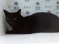 NEGRA - Photo 1