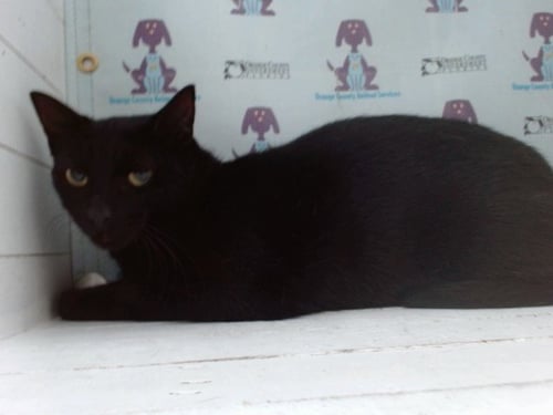 NEGRA - Domestic Short Hair available for adoption