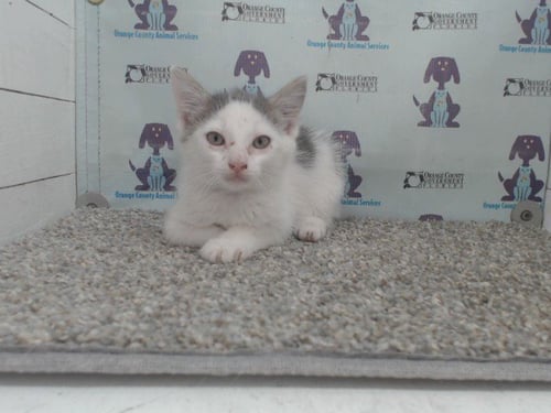 *DALE - Domestic Short Hair available for adoption