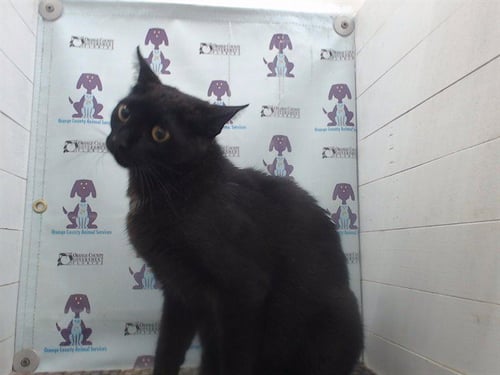*BANANA - Domestic Medium Hair available for adoption
