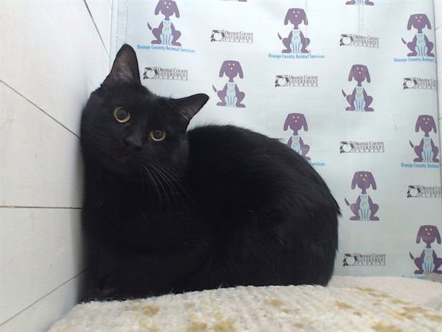 KALLU - Domestic Short Hair available for adoption