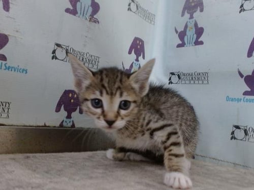 *CRY CRY - Domestic Short Hair available for adoption