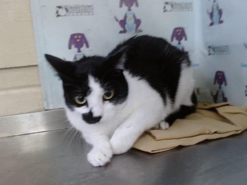 OREO - Domestic Short Hair available for adoption