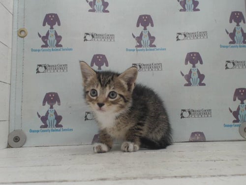 *DAISY - Domestic Short Hair available for adoption