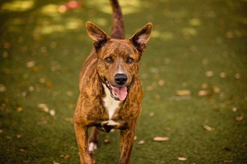 *SUNSHINE - Pit Bull Terrier available for adoption