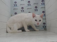 SNOWBALL - Photo 1