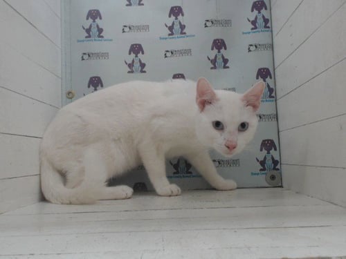 SNOWBALL - Domestic Short Hair available for adoption