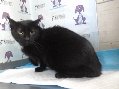 MOCHI - Domestic Short Hair available for adoption