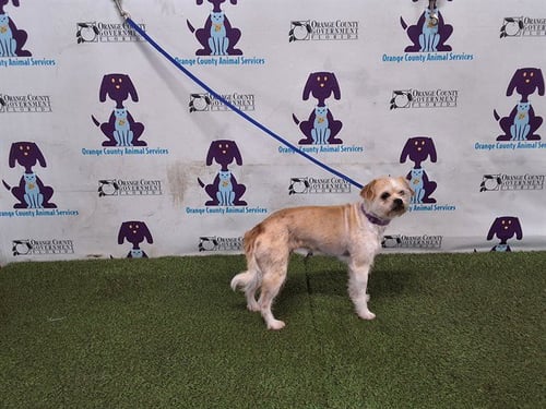 ELLIE - Chihuahua available for adoption