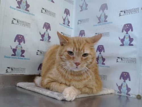 LEO - Domestic Short Hair available for adoption