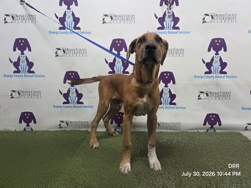 HAVOC - Pit Bull Terrier available for adoption