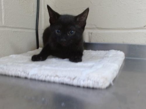 A596118 - Domestic Short Hair available for adoption