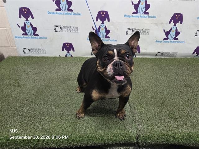 ROXY Image