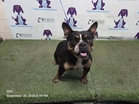 ROXY - Photo 1
