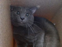 MISTER WHISKERS - Photo 1